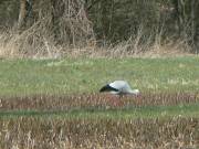 Der Fronberger Storch