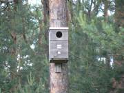 Nistkasten für Schellente
