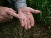 Ameisen in der Hand eines Schützers