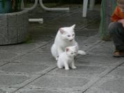 Haustiere im Garten....