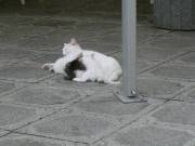 Mama säugt ihre 3 Bälger!