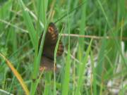 Gesichtet: Rundaugenmohrenfalter