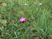 Hier wächst die Karthäuser-Nelke