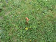 Gelb blüht die Zypressen-Wolfsmilch