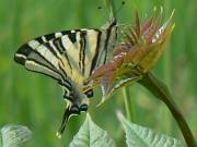 Im Schloßhof entdeckt: Ein Segelfalter