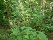 Sammelplatz am Fuße des Berges