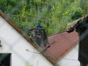 Stolzer Pfau sitzt auf Kamin