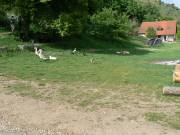 Alles freilaufende Haustiere