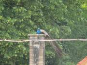 Und noch Mal der Pfau