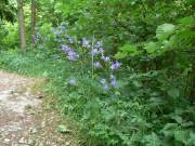 Glockenblumen am Wegesrand