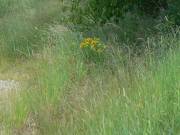 Überall blüht Johanniskraut