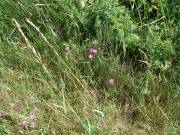 Heidenelken blühen am Wegesrand