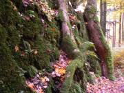 Alles mit Moos bewachsen