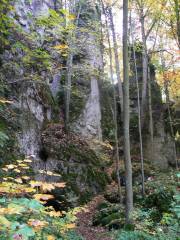 Auch Bäume messen sich mit Felsen