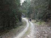 Los gehts durch hohe Fichten