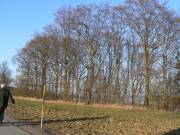 Bäume im Wintersonnenlicht