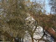 Da sind noch Äpfel dran