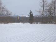 Hier stand der Lindenbaum