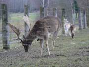 Wildgehege ggü. Wieskirche