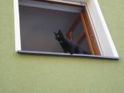 Gefährliches Raubtier