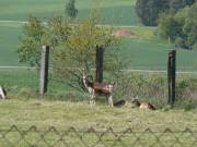 Wildgehege am Mappenberg