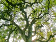 Durch die Eichenkrone