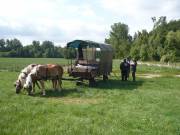 Die Pferde dürfen auch entspannen