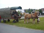 Schnell noch grasen!