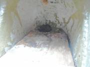 Zwergfledermaus im Nistkasten