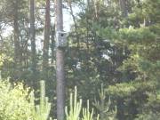 Nistkasten der Schellente