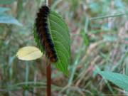 Bislang unbekannte Raupe