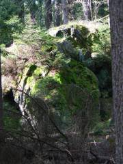 Felsen im Naturwald