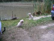 Dieser Weiher wird morgen abgefischt