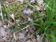 Tagfalter Waldbrettspiel