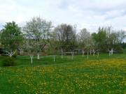 WunderschÃ¶ner Obstgarten