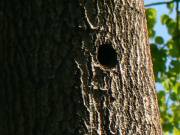 SpechthÃ¶hle (leider nicht zu hÃ¶ren)