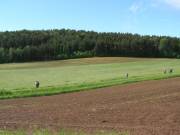 Nicht mehr weit bis Wiefelsdorf