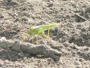 GrÃ¼nes Heupferd im Acker