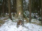 10 Werkzeugspuren eines Spechtes