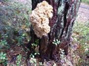 47 Krause Glucke an Kiefer