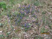 ...der blühende Frühling