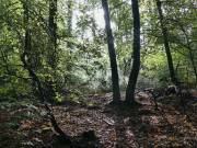 21 Rund um den Rahnerhof gabs viel Wald