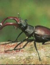 Hirschkäfer (Lucanus cervus)