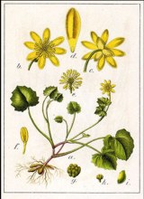 Scharbockskraut (Ranunculus ficaria)
