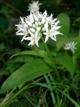 Bärlauch (Allium ursinum)