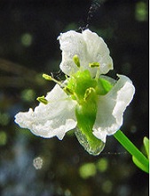 Herzlöffel ( Caldesia parnassifolia)