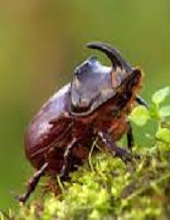 Nashornkäfer (Oryctes nasicornis)