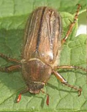 Der gerippte Brachkäfer (Amphimallon solstitiale) 