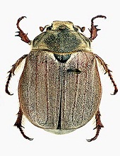 Melolontha pectoralis