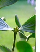 Mistelzweig (Mistletoe)